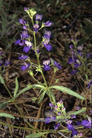 collinsia torreyi var torreyi 4 graphic